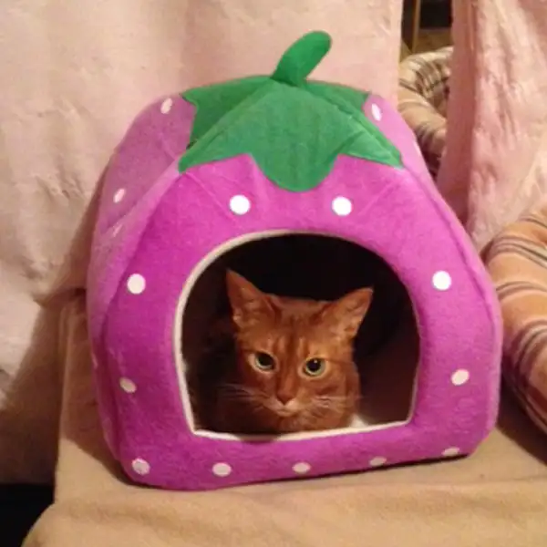 Pension pour Chat et Visites à Domicile pour chat - Photo 5