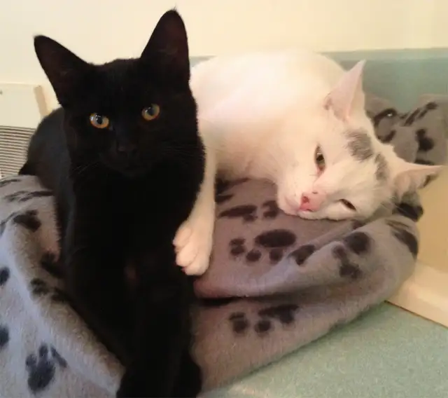 Pension pour Chat et Visites à Domicile pour chat - Photo 6