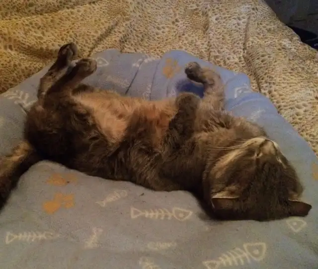 Pension pour Chat et Visites à Domicile pour chat - Photo 7