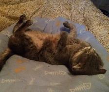 Pension pour Chat et Visites à Domicile pour chat - Photo 7
