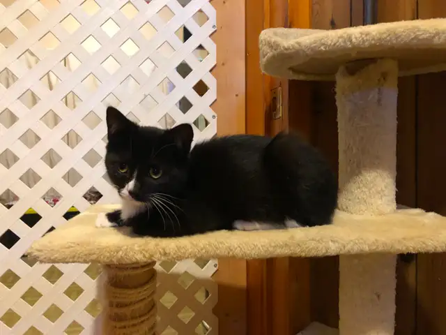 Pension pour Chat et Visites à Domicile pour chat - Photo 8