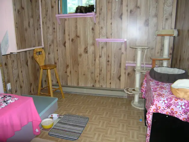 Pension pour Chat et Visites à Domicile pour chat - Photo 9