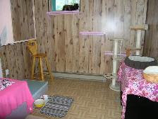 Pension pour Chat et Visites à Domicile pour chat - Photo 9