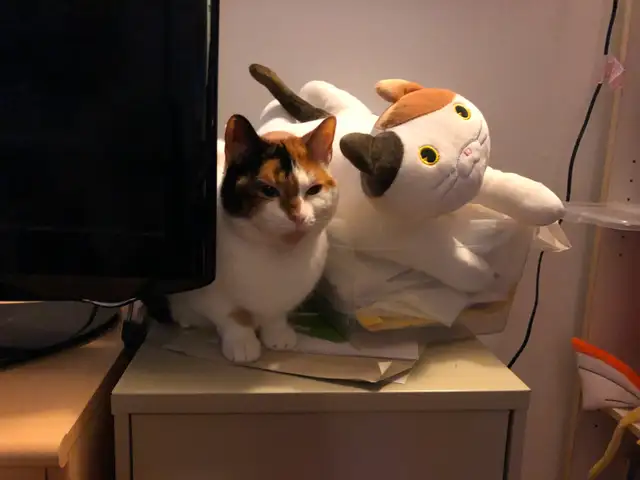 Pension pour Chat et Visites à Domicile pour chat - Photo 10