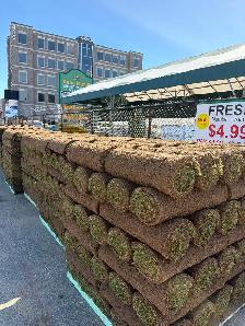 Sod Special Grass Rolls