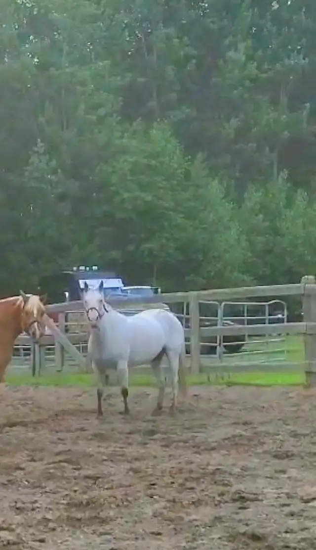 Jument de 13 ans apalooza X QH à vendre