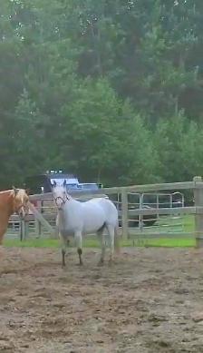 Jument de 13 ans apalooza X QH à vendre