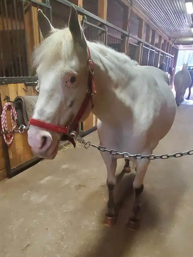 Jument de 13 ans apalooza X QH à vendre - Photo 2