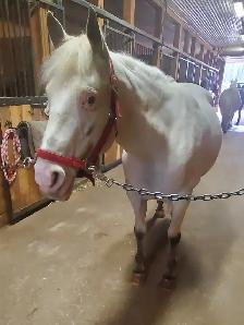 Jument de 13 ans apalooza X QH à vendre - Photo 2