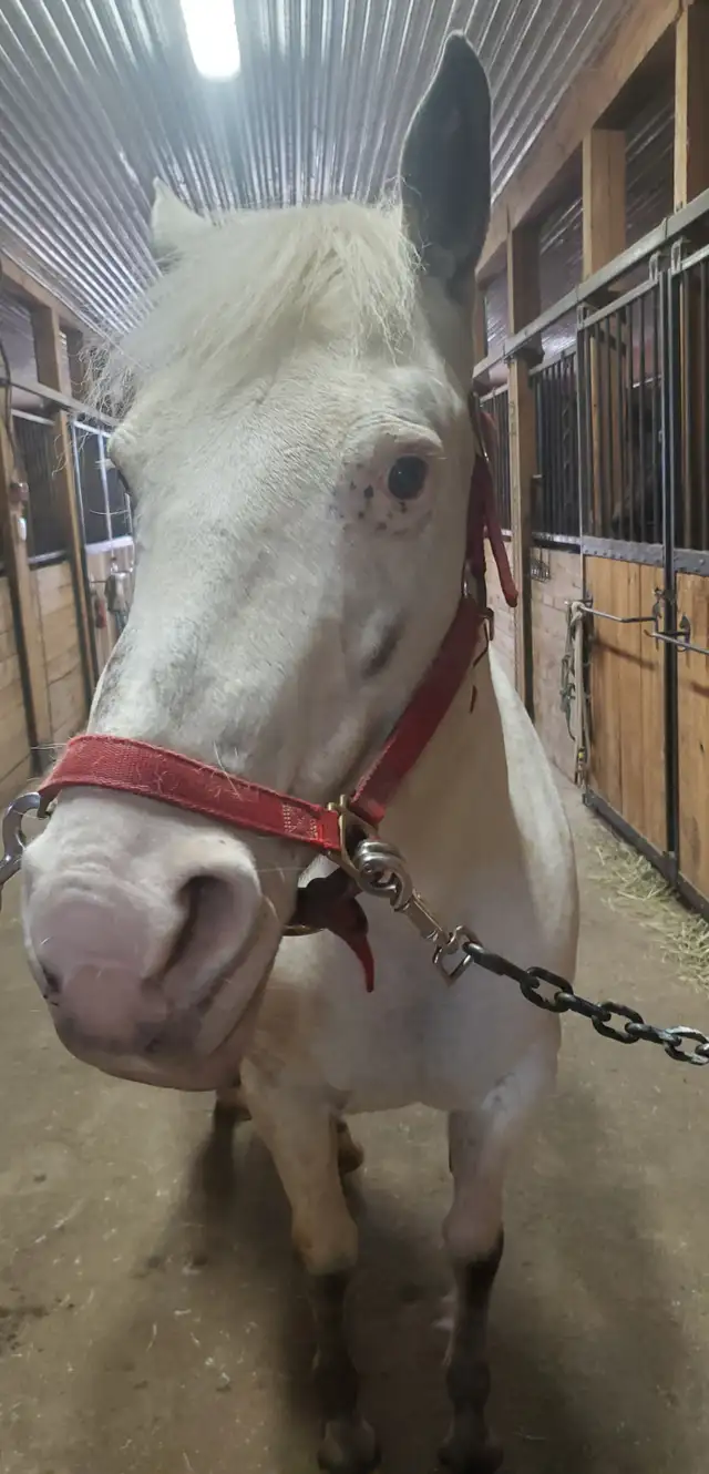 Jument de 13 ans apalooza X QH à vendre - Photo 3