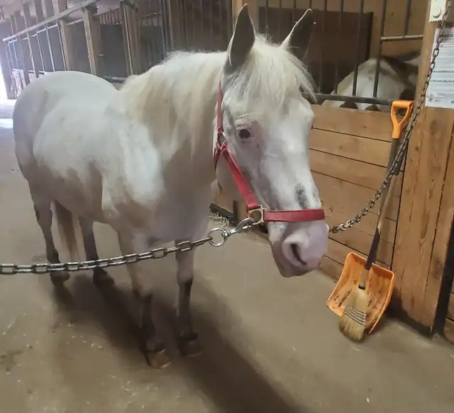 Jument de 13 ans apalooza X QH à vendre - Photo 4