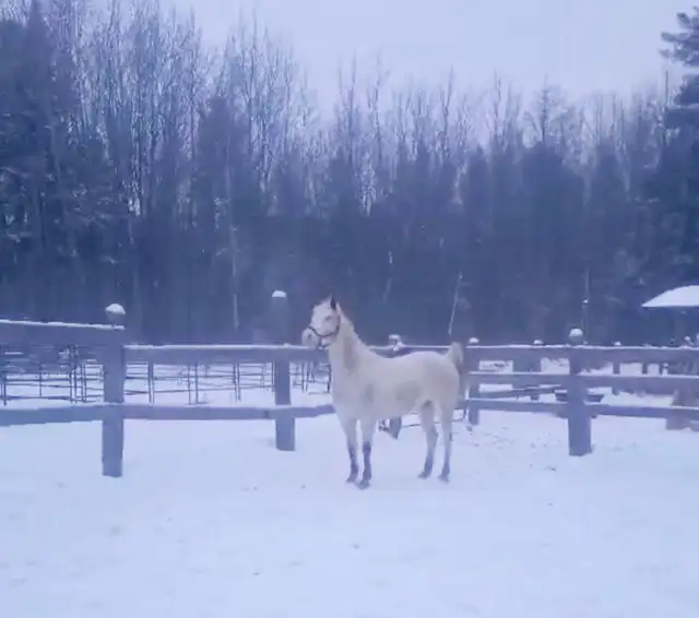 Jument de 13 ans apalooza X QH à vendre - Photo 5