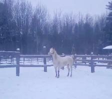 Jument de 13 ans apalooza X QH à vendre - Photo 5