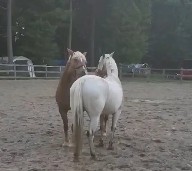 Jument de 13 ans apalooza X QH à vendre - Photo 6