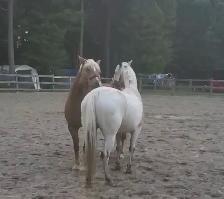 Jument de 13 ans apalooza X QH à vendre - Photo 6