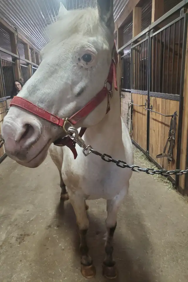 Jument de 13 ans apalooza X QH à vendre - Photo 7
