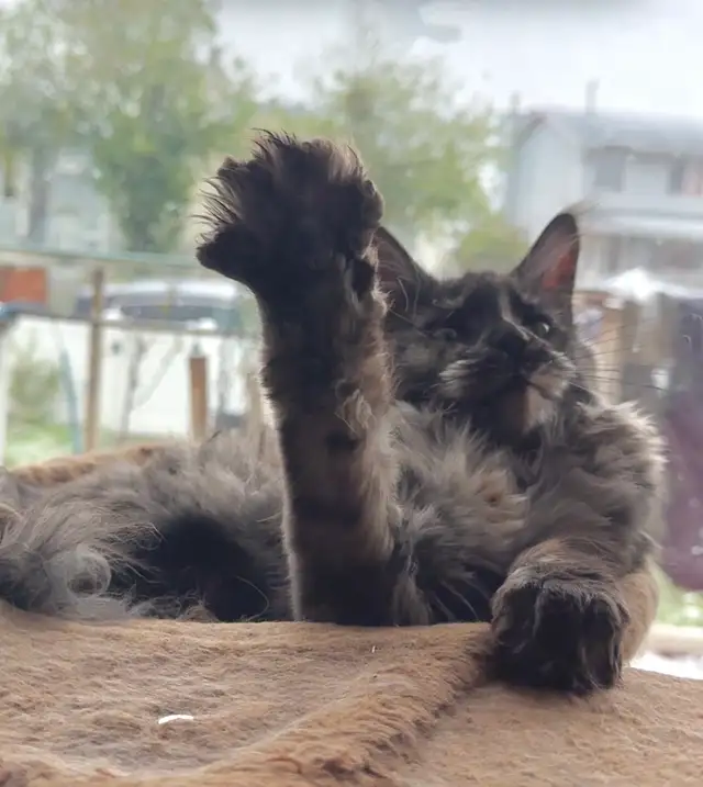 Maine Coon Kittens: Ready Now & June Reservation