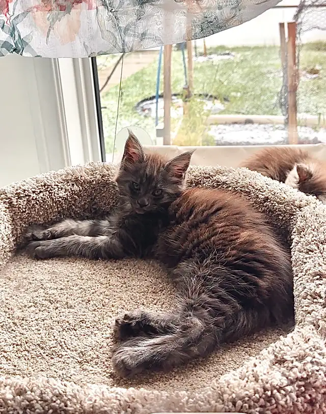Maine Coon Kittens: Ready Now & June Reservation - Photo 3