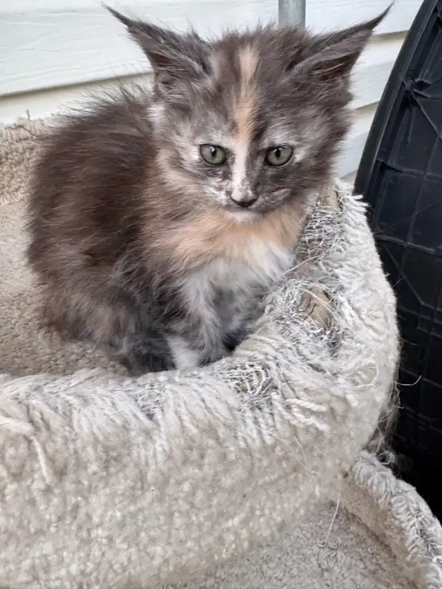 Maine Coon Kittens: Ready Now & June Reservation - Photo 4