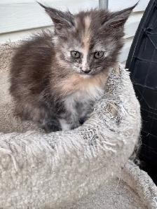 Maine Coon Kittens: Ready Now & June Reservation - Photo 4