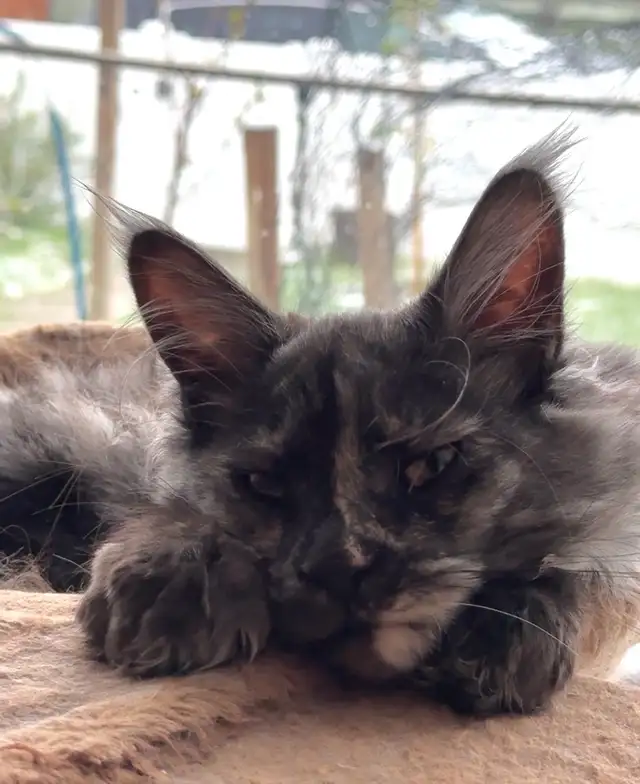 Maine Coon Kittens: Ready Now & June Reservation - Photo 5