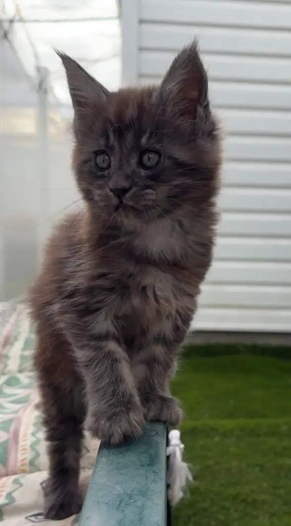 Maine Coon Kittens: Ready Now & June Reservation - Photo 6