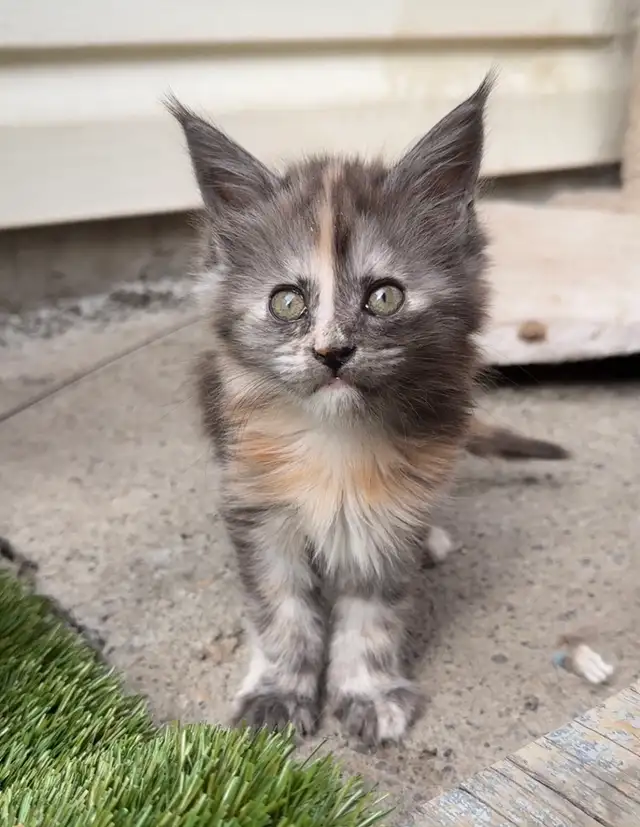Maine Coon Kittens: Ready Now & June Reservation - Photo 7