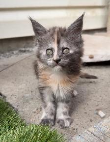 Maine Coon Kittens: Ready Now & June Reservation - Photo 7