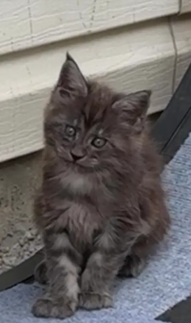 Maine Coon Kittens: Ready Now & June Reservation - Photo 8