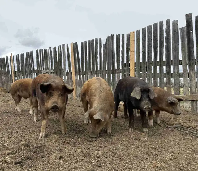 Butcher Pigs