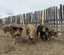 Butcher Pigs