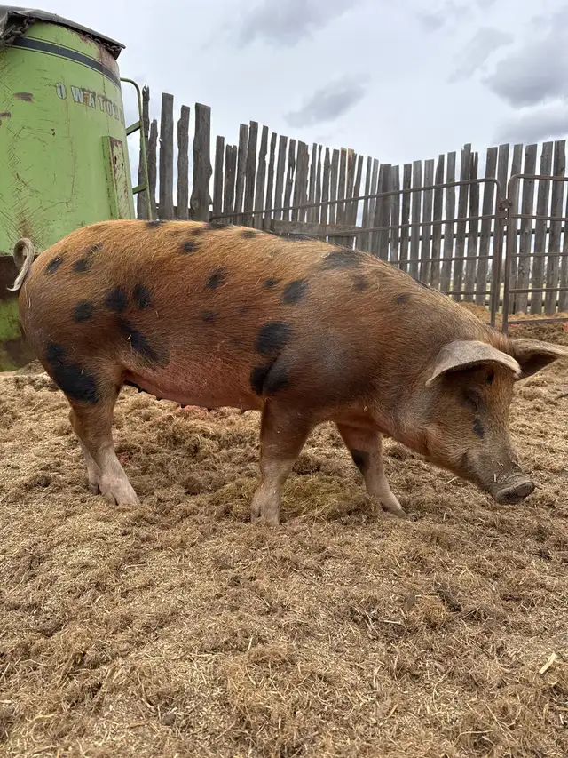 Butcher Pigs - Photo 2