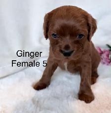 BEAUTIFUL CAVAPOOS - Photo 2