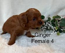 BEAUTIFUL CAVAPOOS - Photo 3