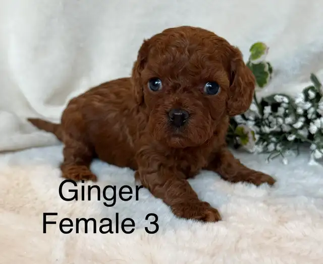 BEAUTIFUL CAVAPOOS - Photo 4