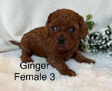 BEAUTIFUL CAVAPOOS - Photo 4