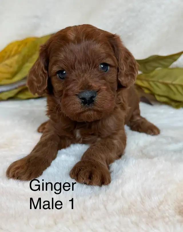 BEAUTIFUL CAVAPOOS - Photo 5