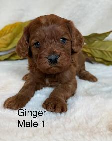 BEAUTIFUL CAVAPOOS - Photo 5