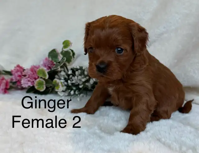 BEAUTIFUL CAVAPOOS - Photo 6