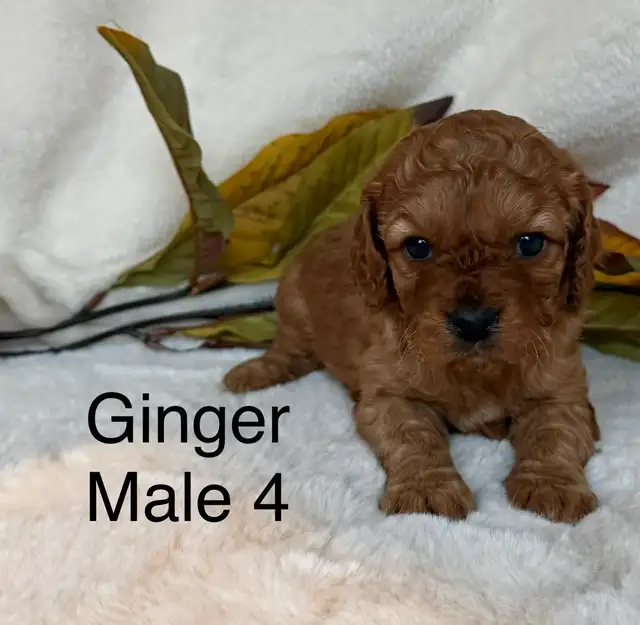 BEAUTIFUL CAVAPOOS - Photo 7