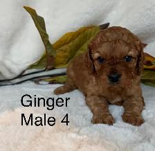 BEAUTIFUL CAVAPOOS - Photo 7