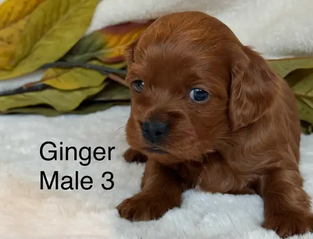 BEAUTIFUL CAVAPOOS - Photo 8