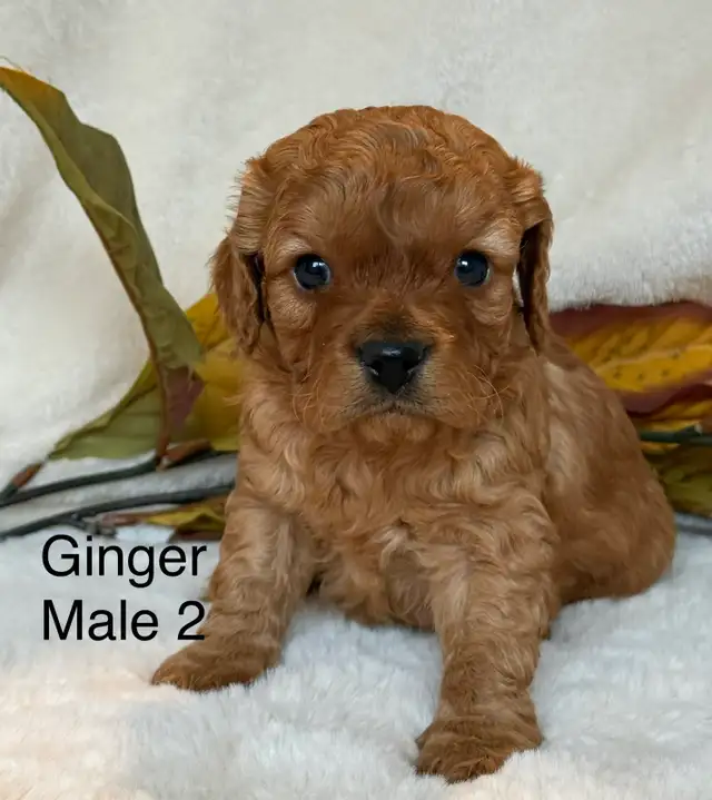 BEAUTIFUL CAVAPOOS - Photo 9