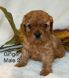 BEAUTIFUL CAVAPOOS - Photo 9