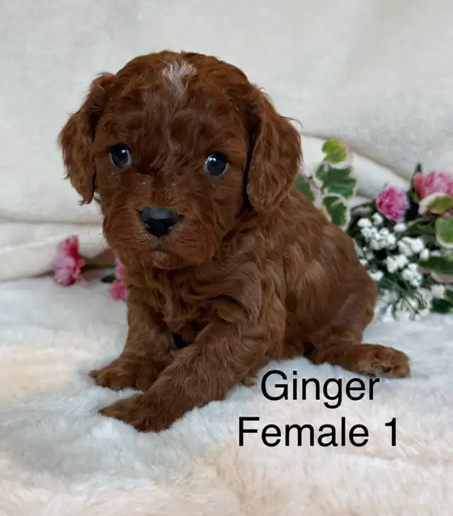 BEAUTIFUL CAVAPOOS - Photo 10