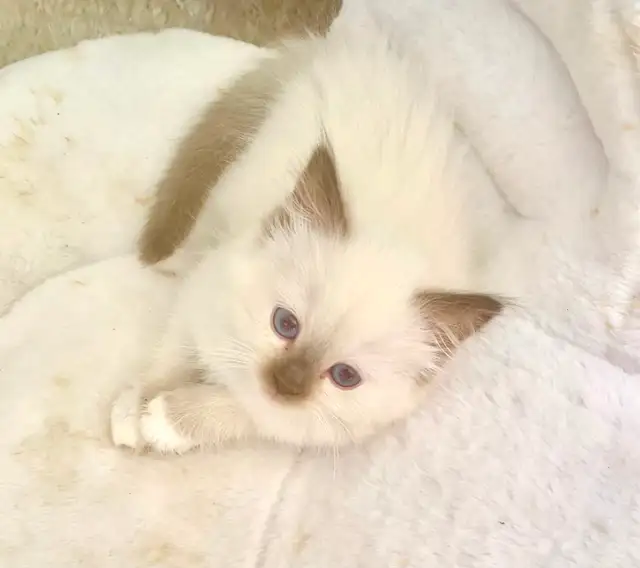 GORGEOUS BABY BICOLOR WHITEMITTED RAGDOLLS!! - Photo 4
