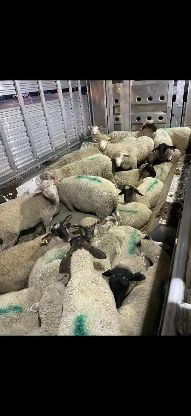 Moutons à vendre