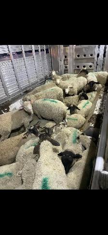 Moutons à vendre