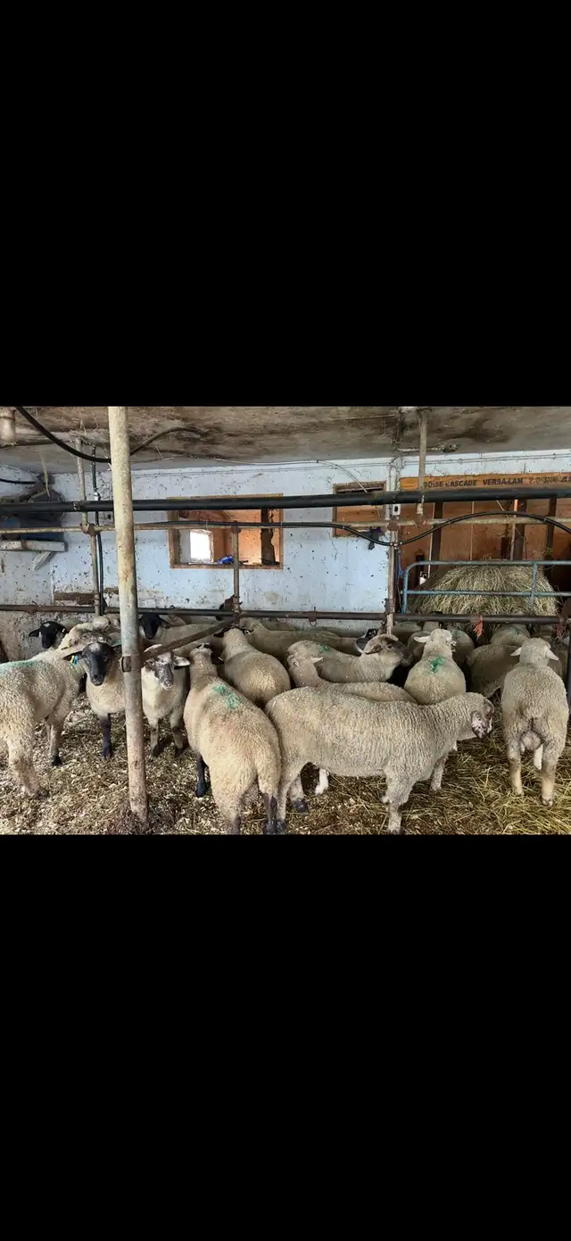Moutons à vendre - Photo 2