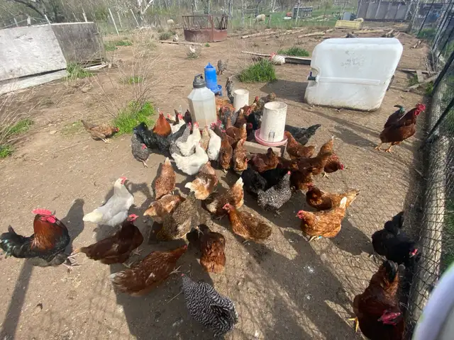 brown chickens layers for sale